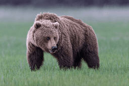 Grizzly bears to return to Washington state